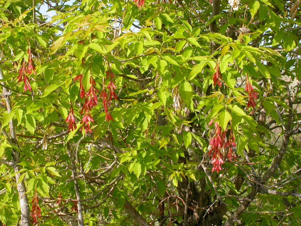 Acer negundo