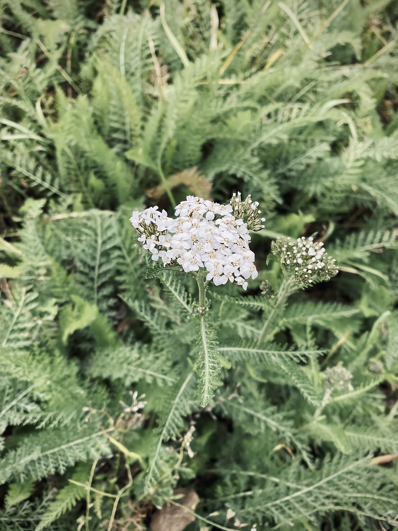 Achillea millefolium