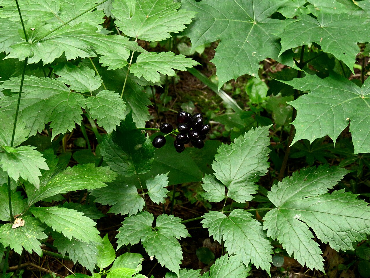Actaea spicata