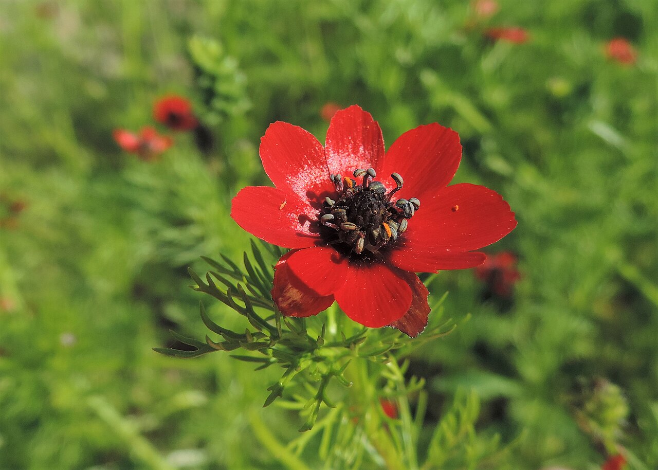Adonis annua