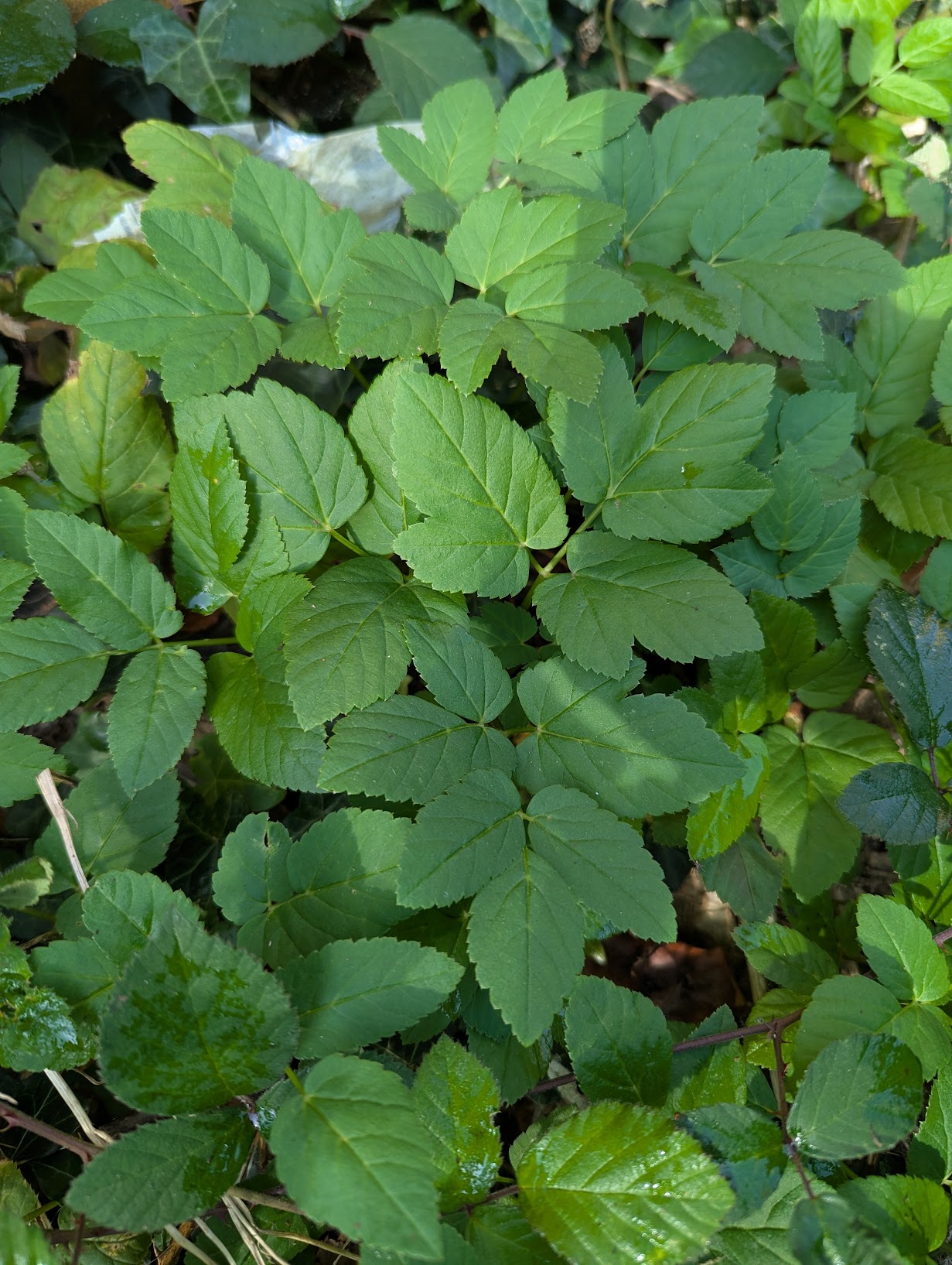 Aegopodium podagraria