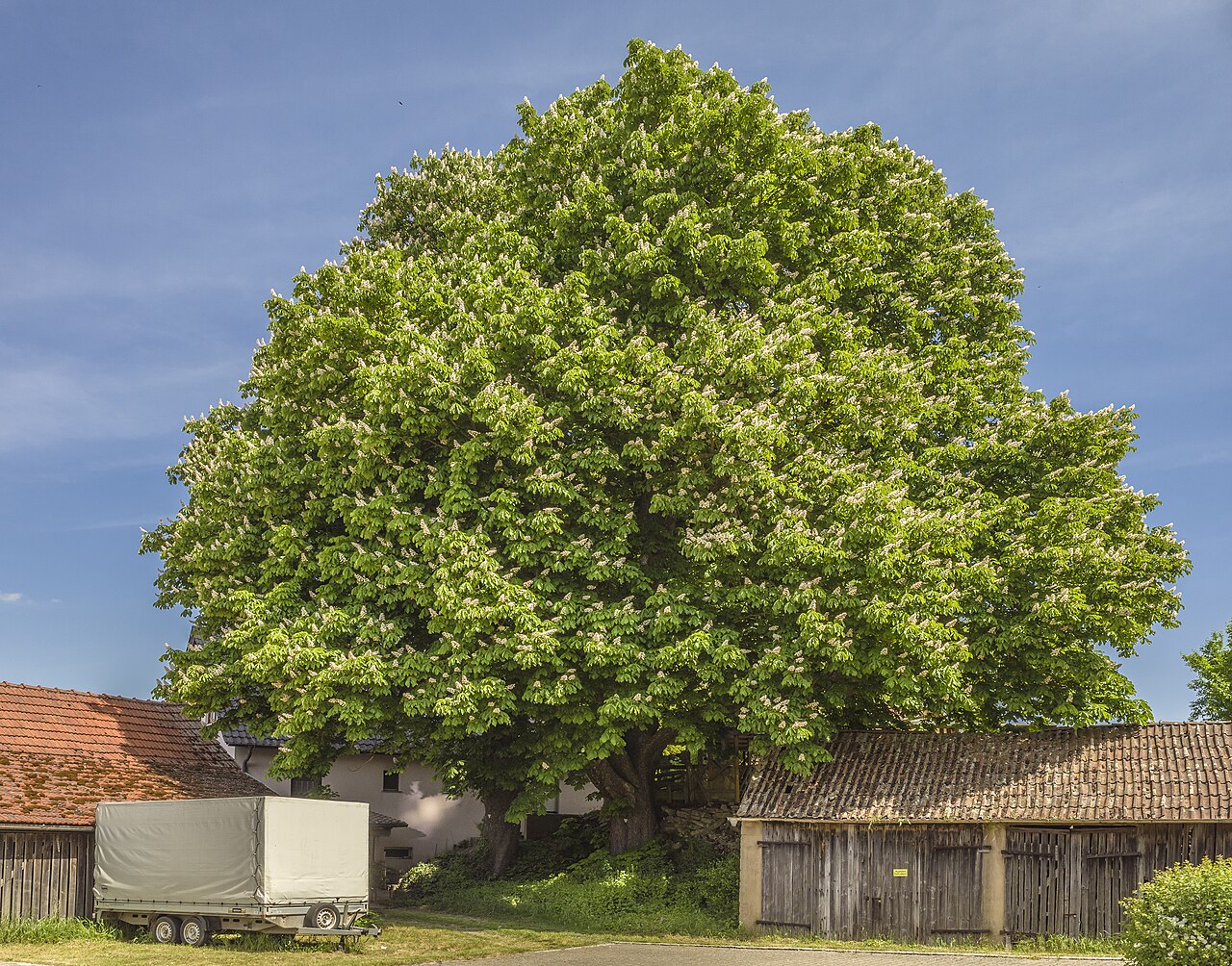 Aesculus hippocastanum