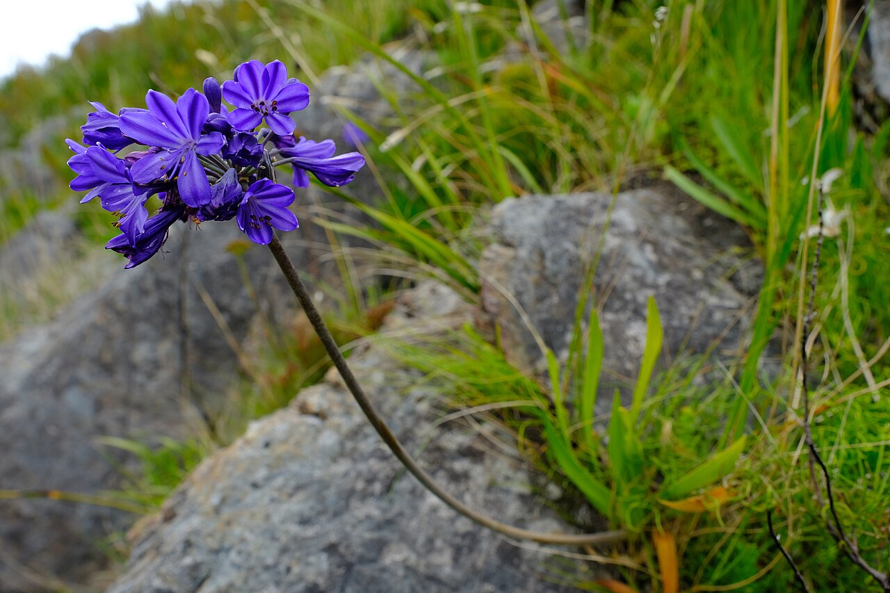 Agapanthus africanus