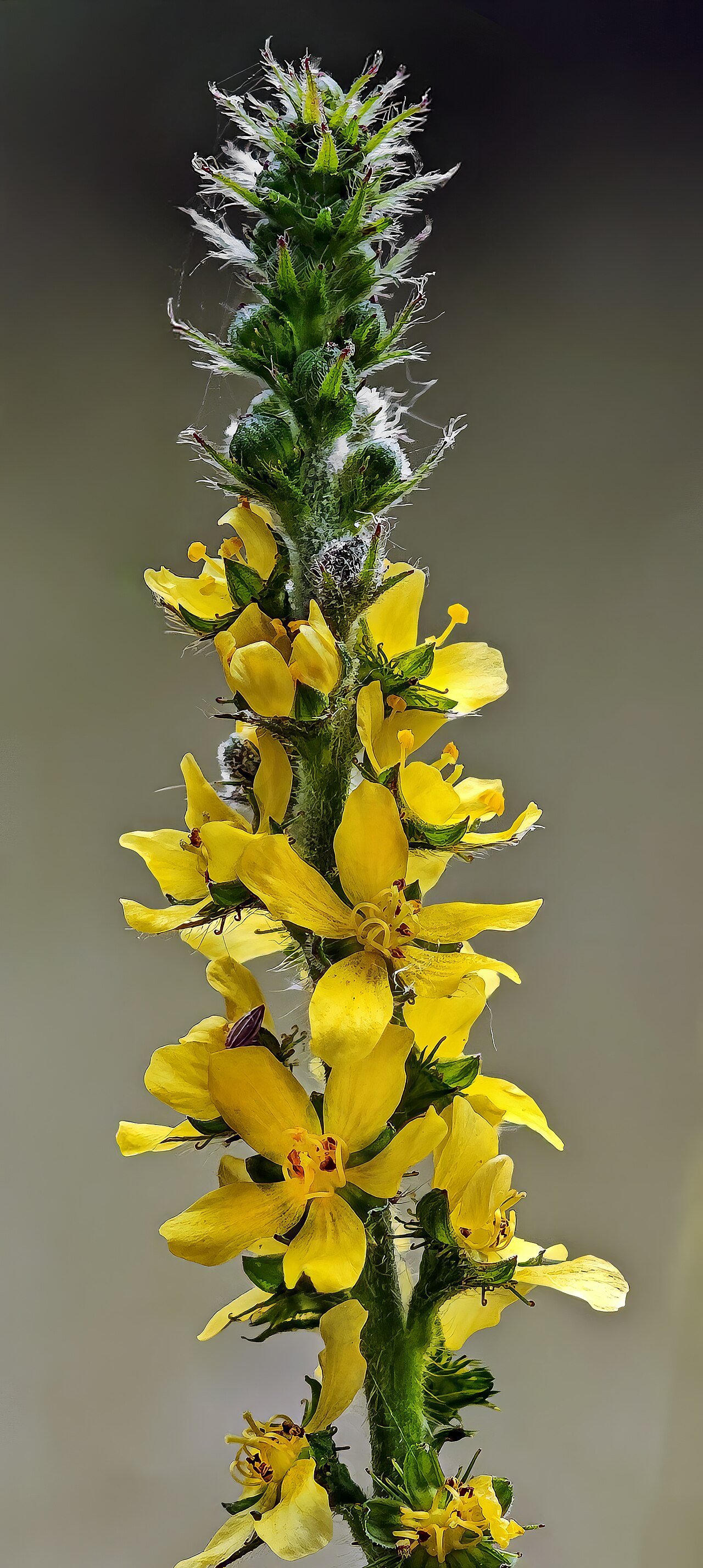 Agrimonia eupatoria