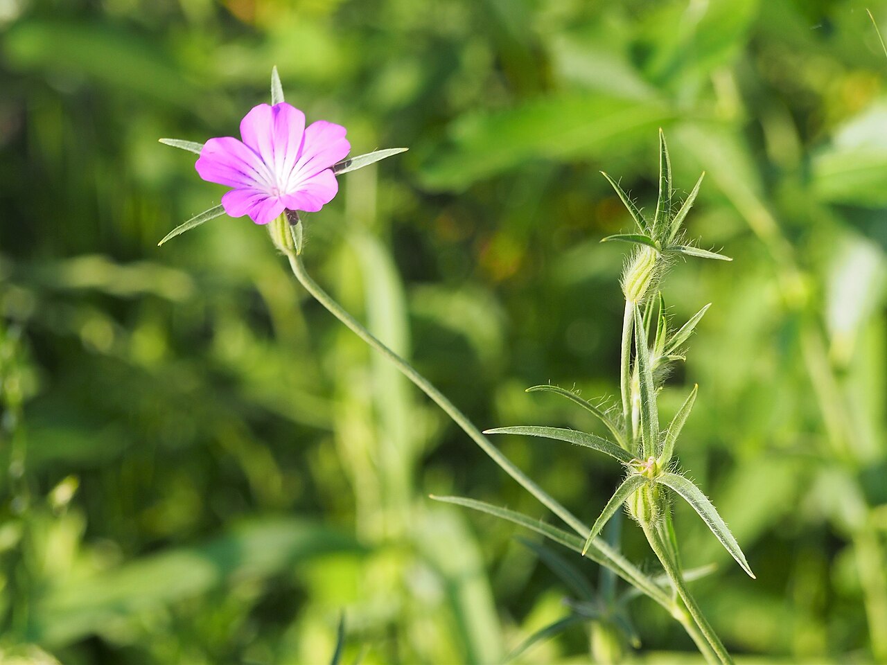 Agrostemma githago
