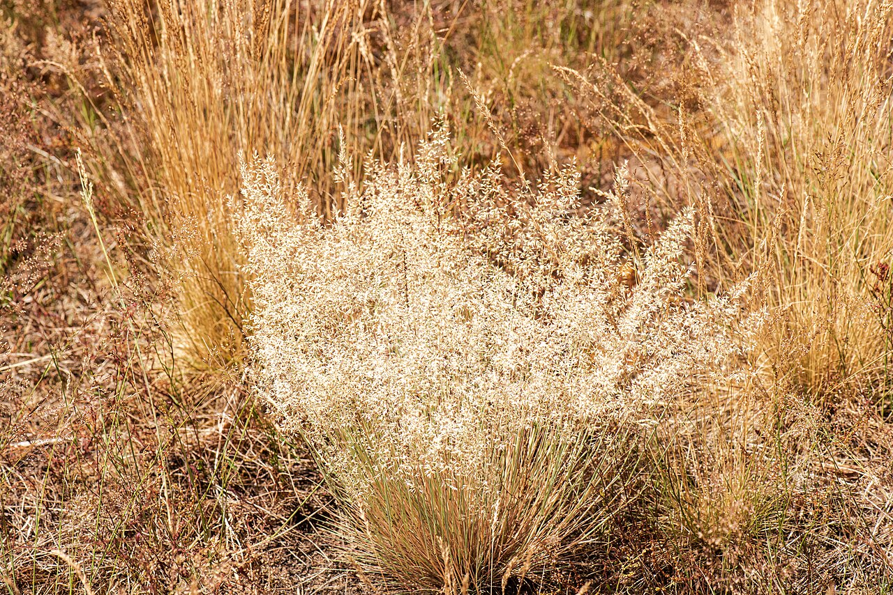 Agrostis capillaris