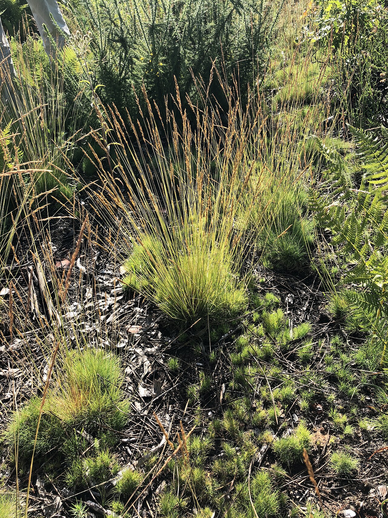 Agrostis curtisii