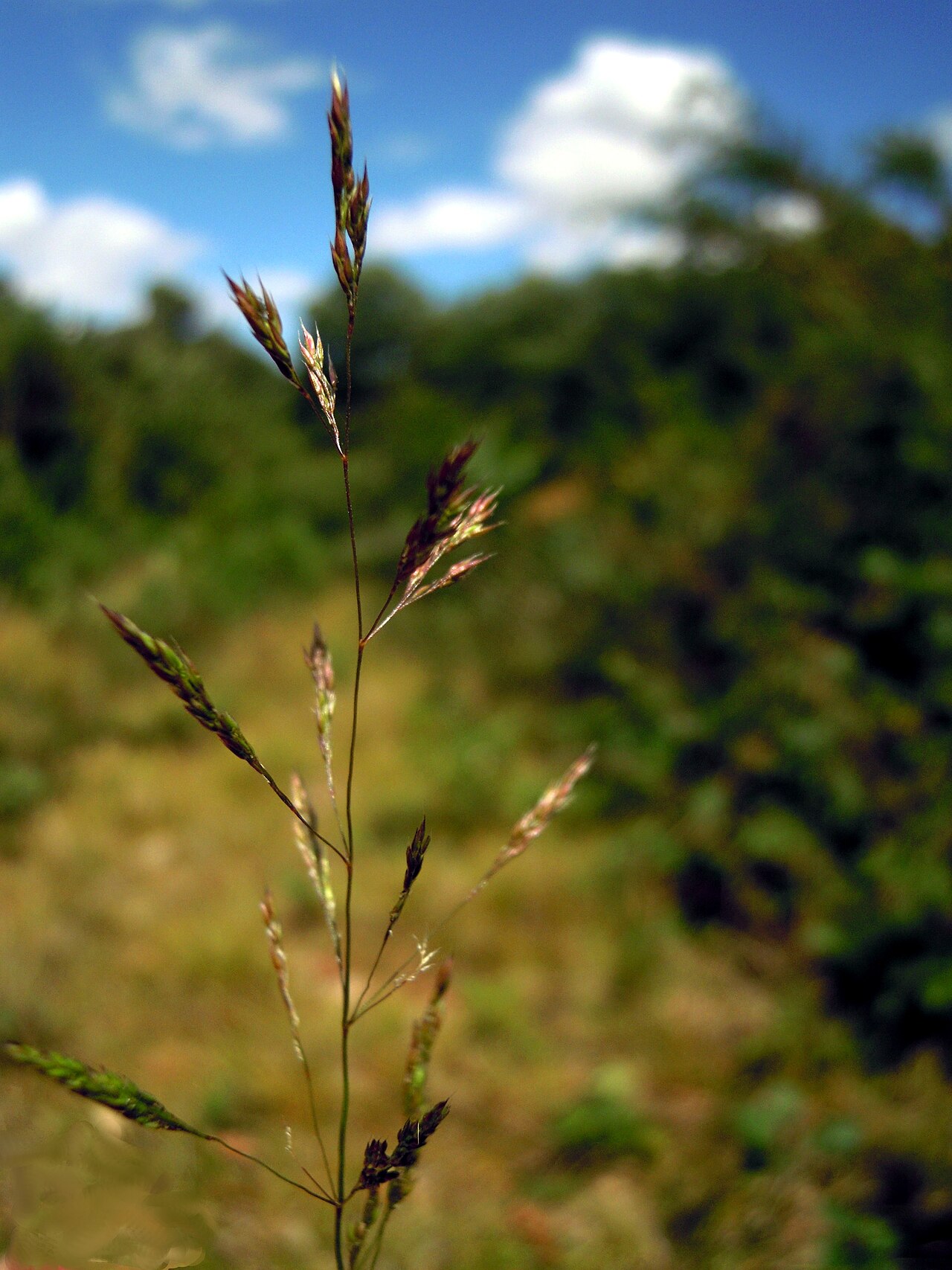 Agrostis vinealis