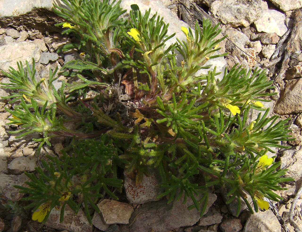 Ajuga chamaepitys