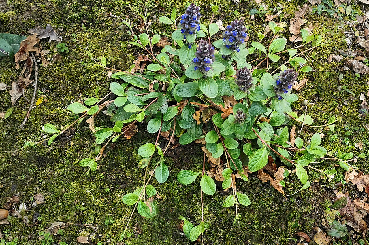 Ajuga reptans