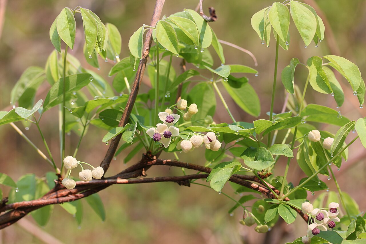 Akebia quinata