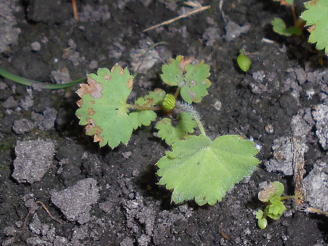 Alchemilla acutiloba