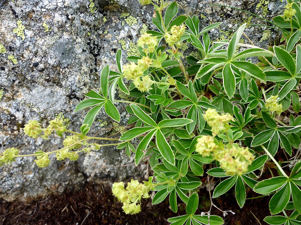 Alchemilla alpina