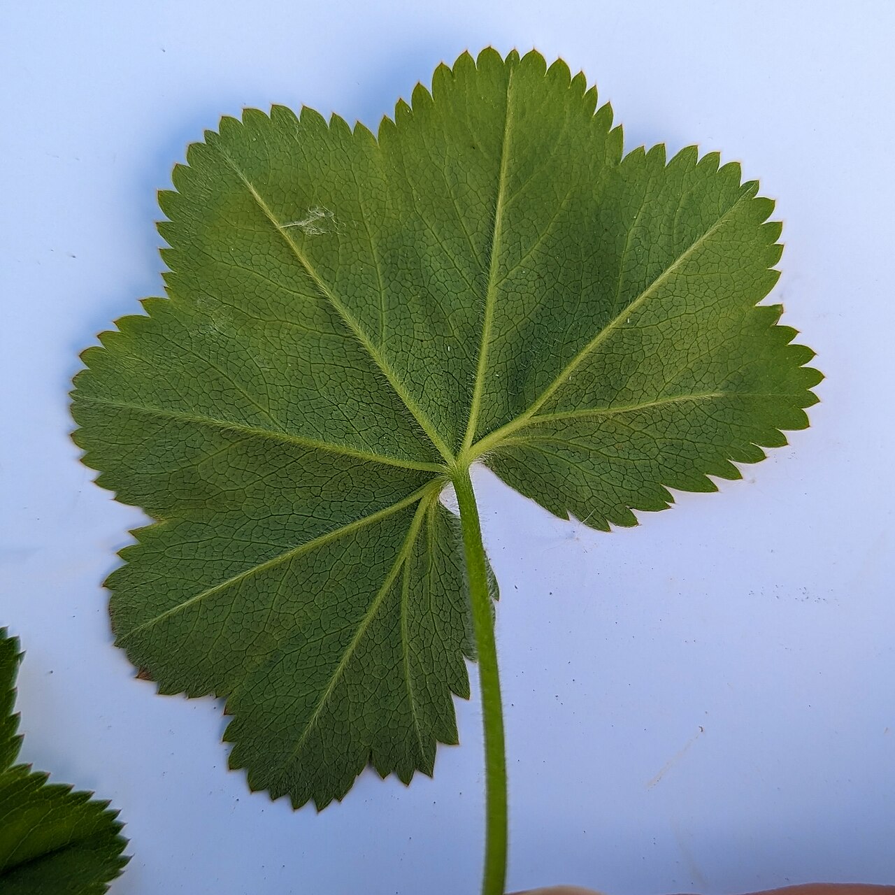 Alchemilla filicaulis