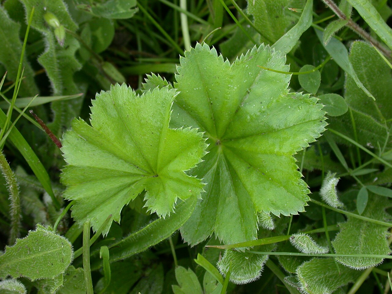 Alchemilla glomerulans