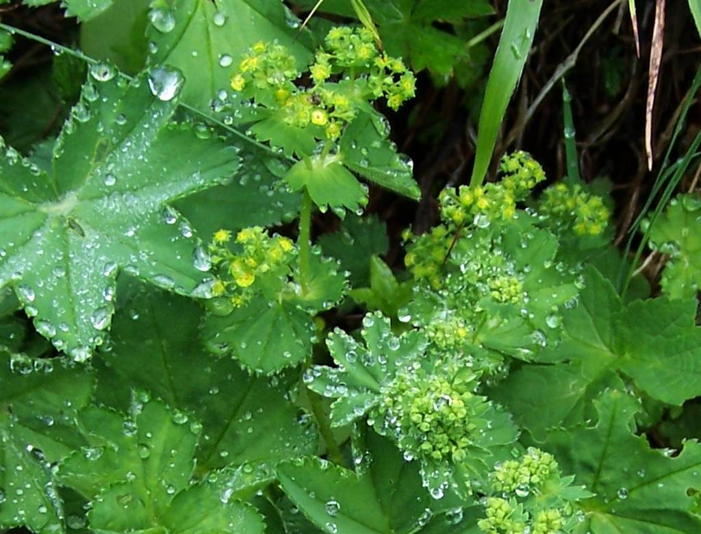 Alchemilla micans