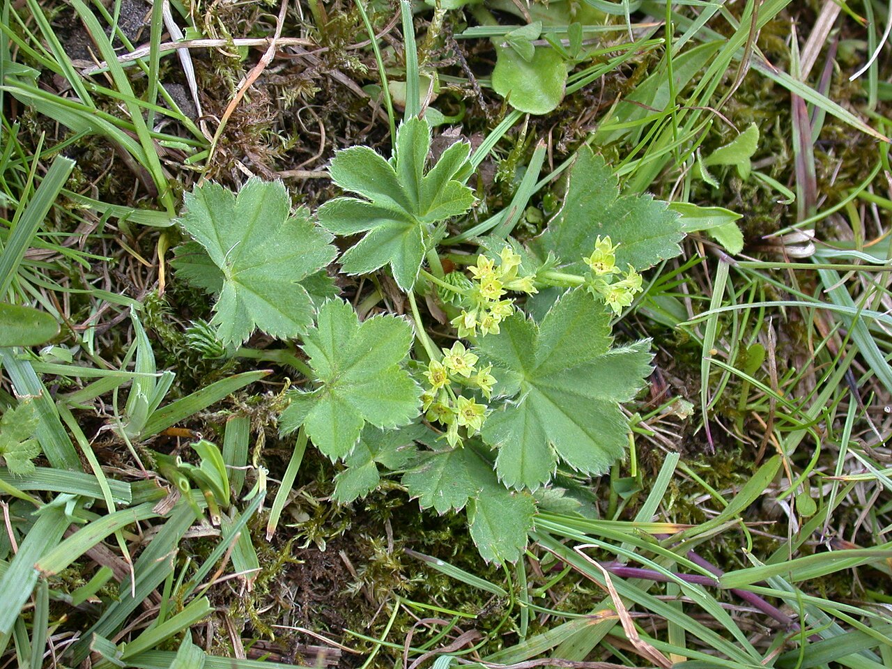 Alchemilla minima