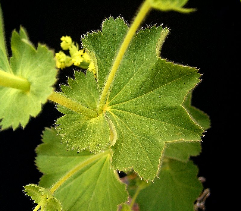 Alchemilla mollis