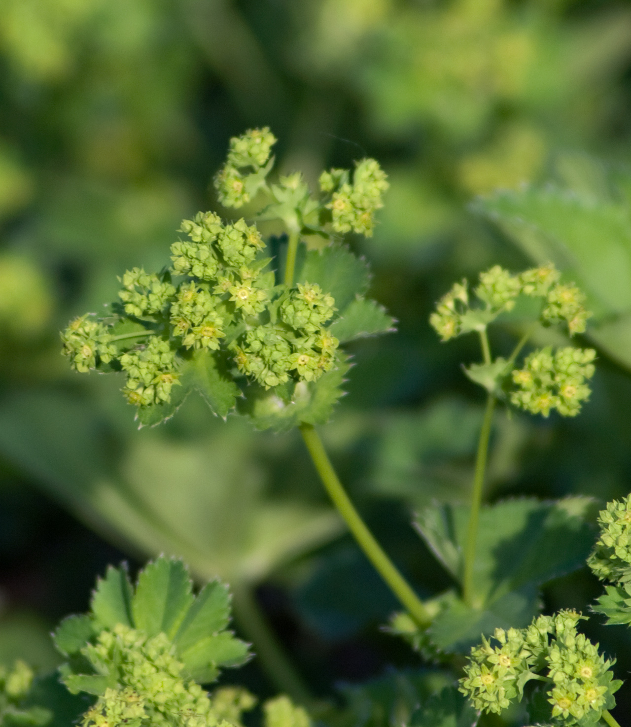 Alchemilla monticola