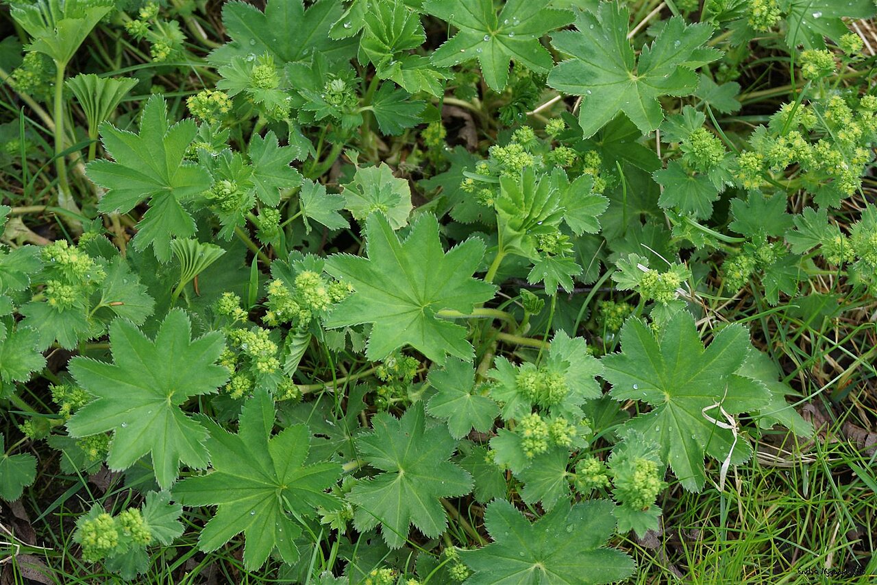 Alchemilla subcrenata