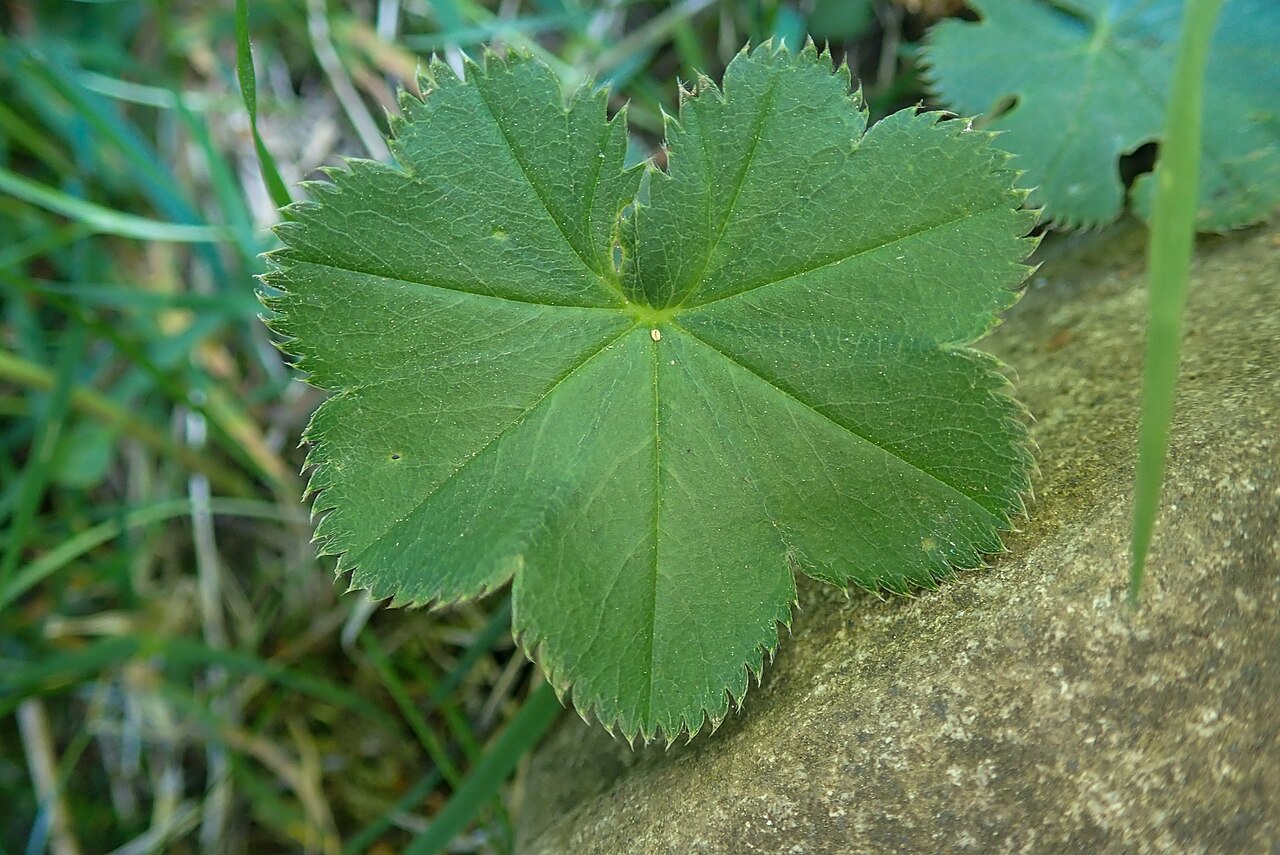 Alchemilla wichurae