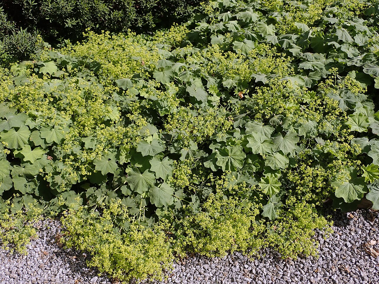 Alchemilla xanthochlora