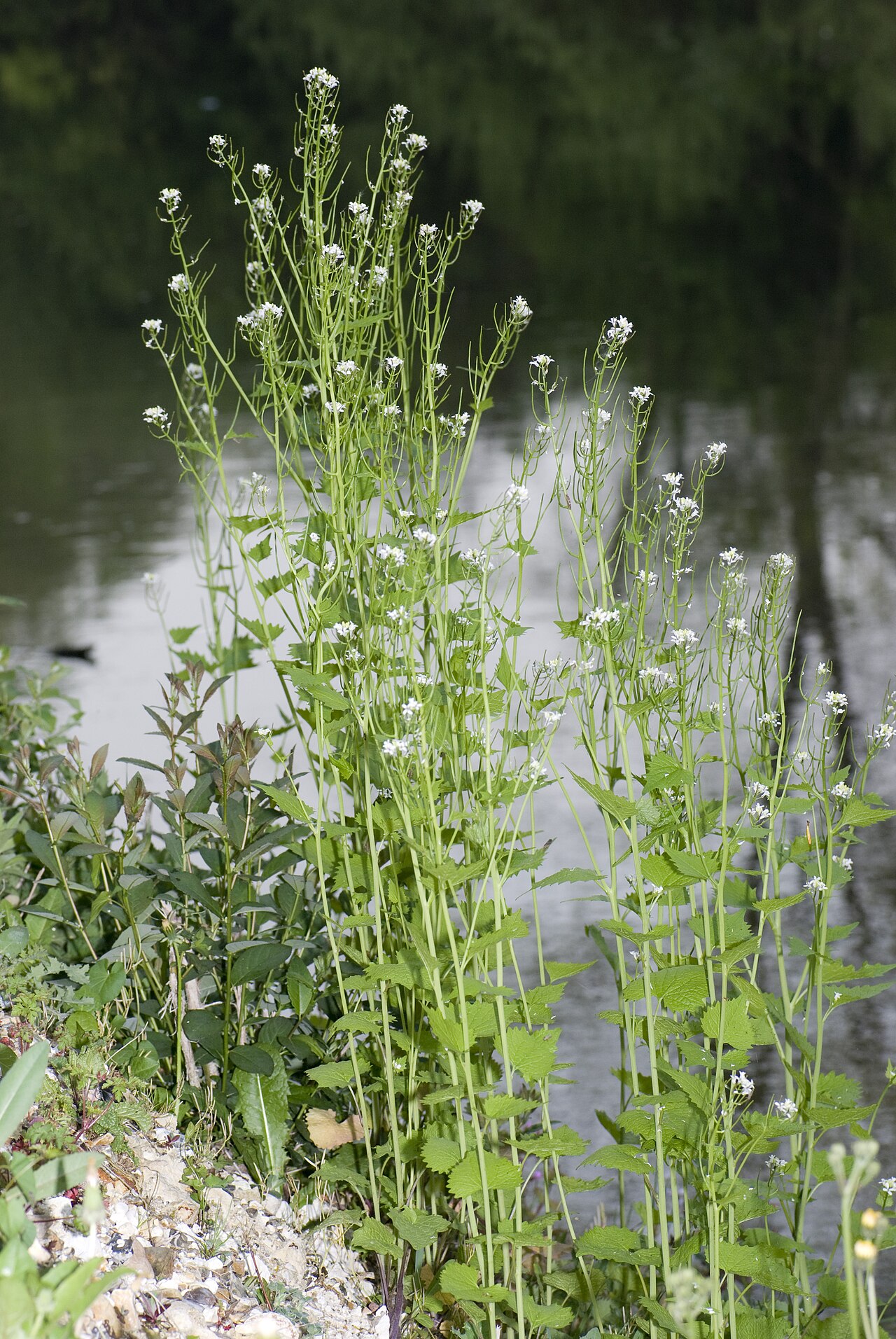 Alliaria petiolata