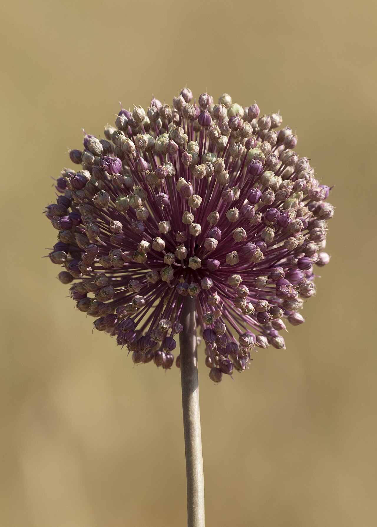 Allium ampeloprasum