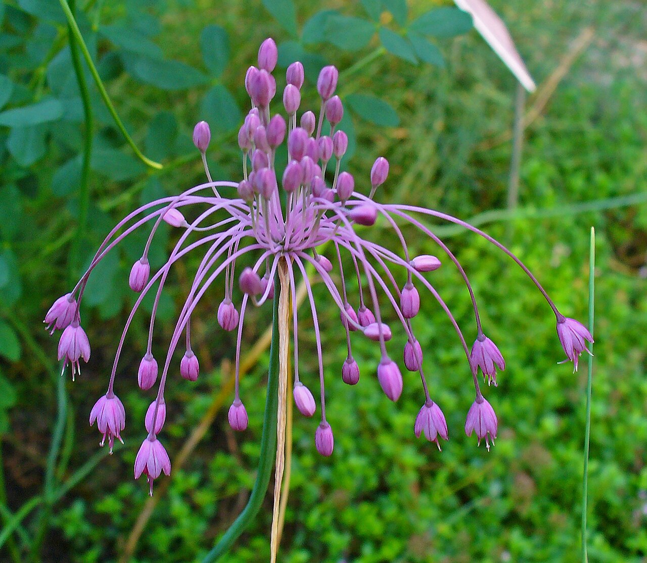 Allium carinatum