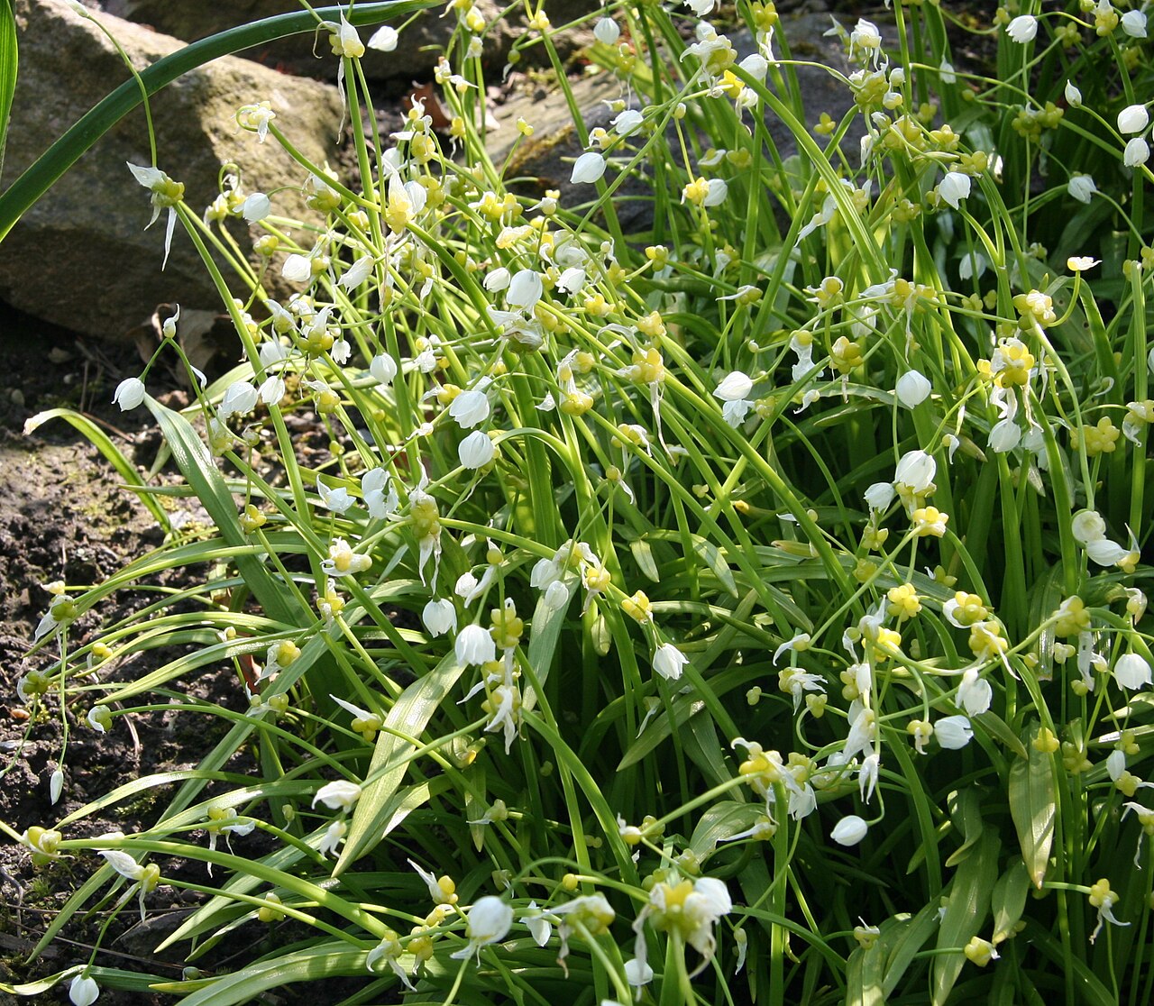 Allium paradoxum