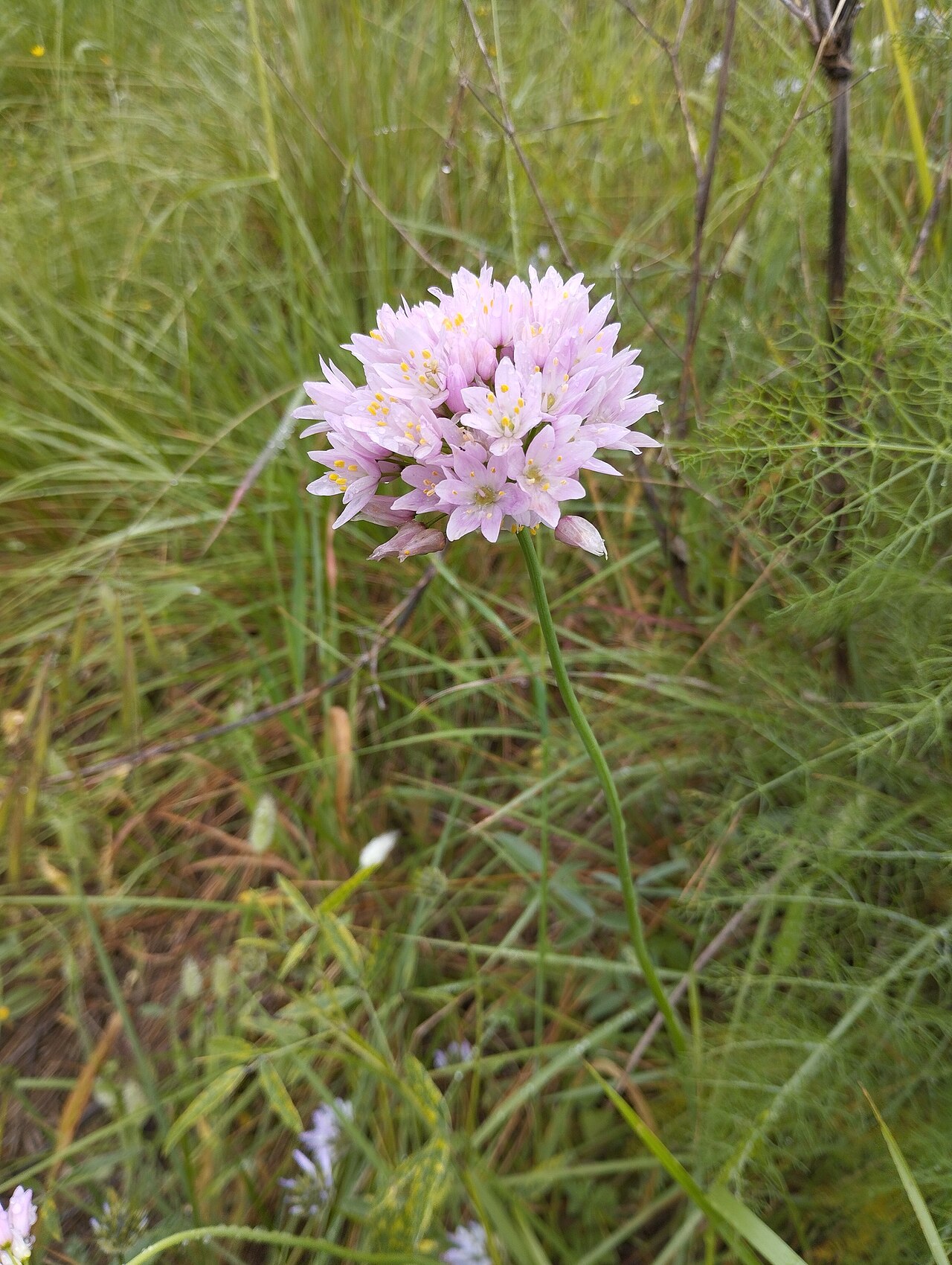 Allium roseum