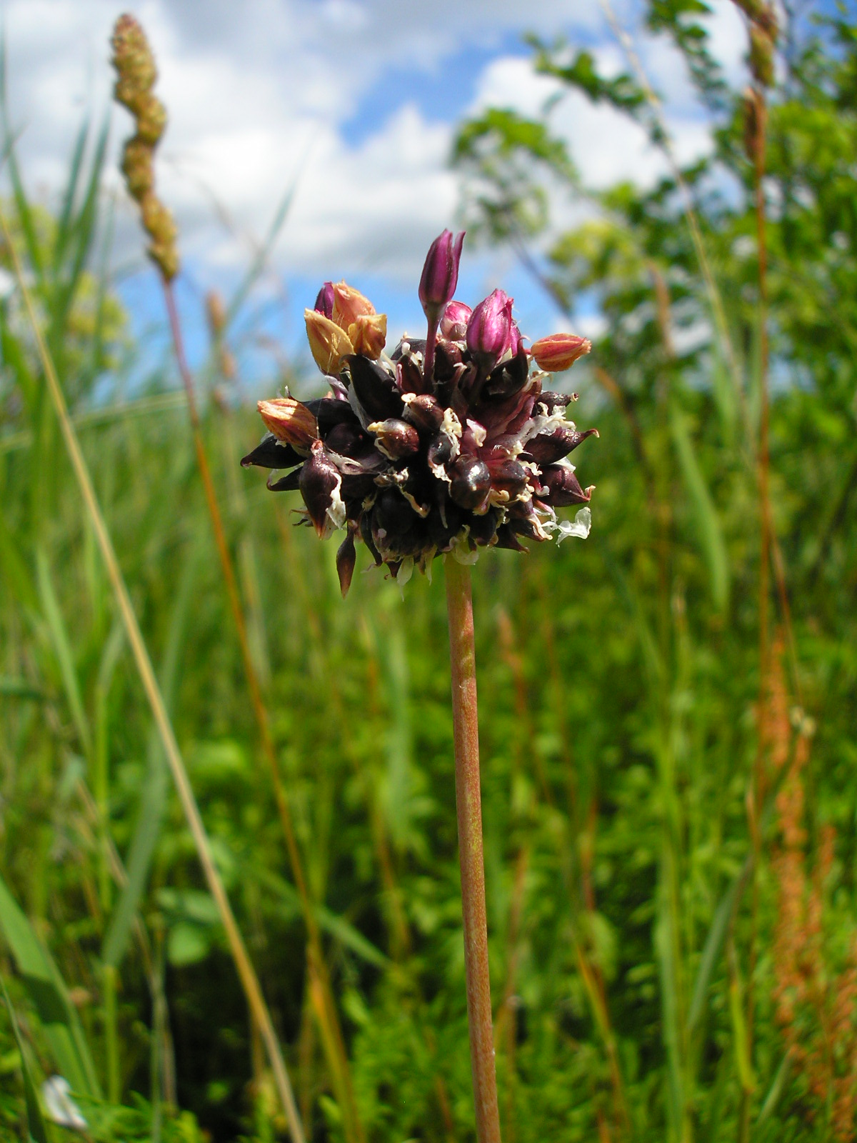 Allium scorodoprasum