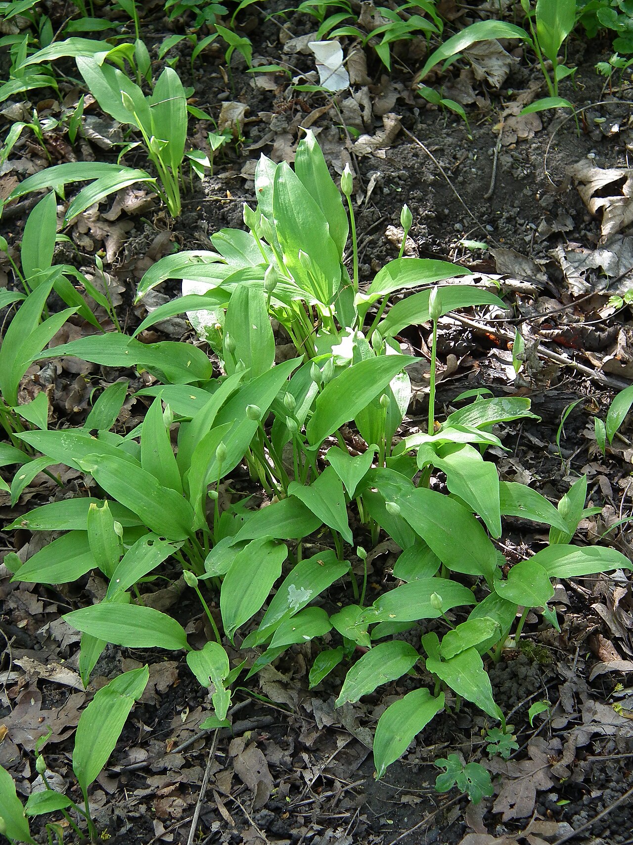 Allium ursinum