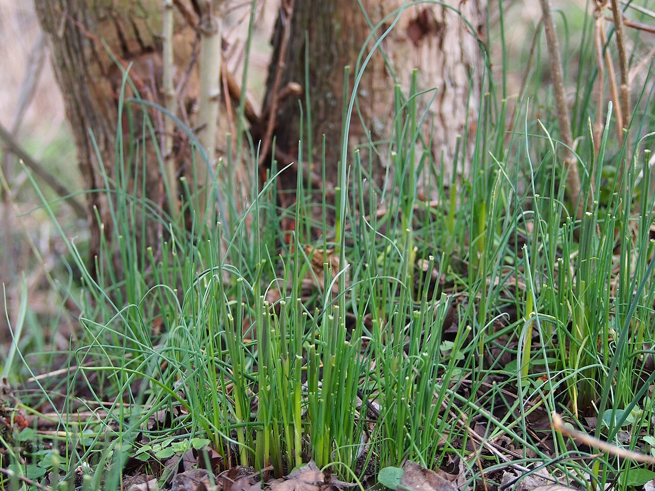 Allium vineale