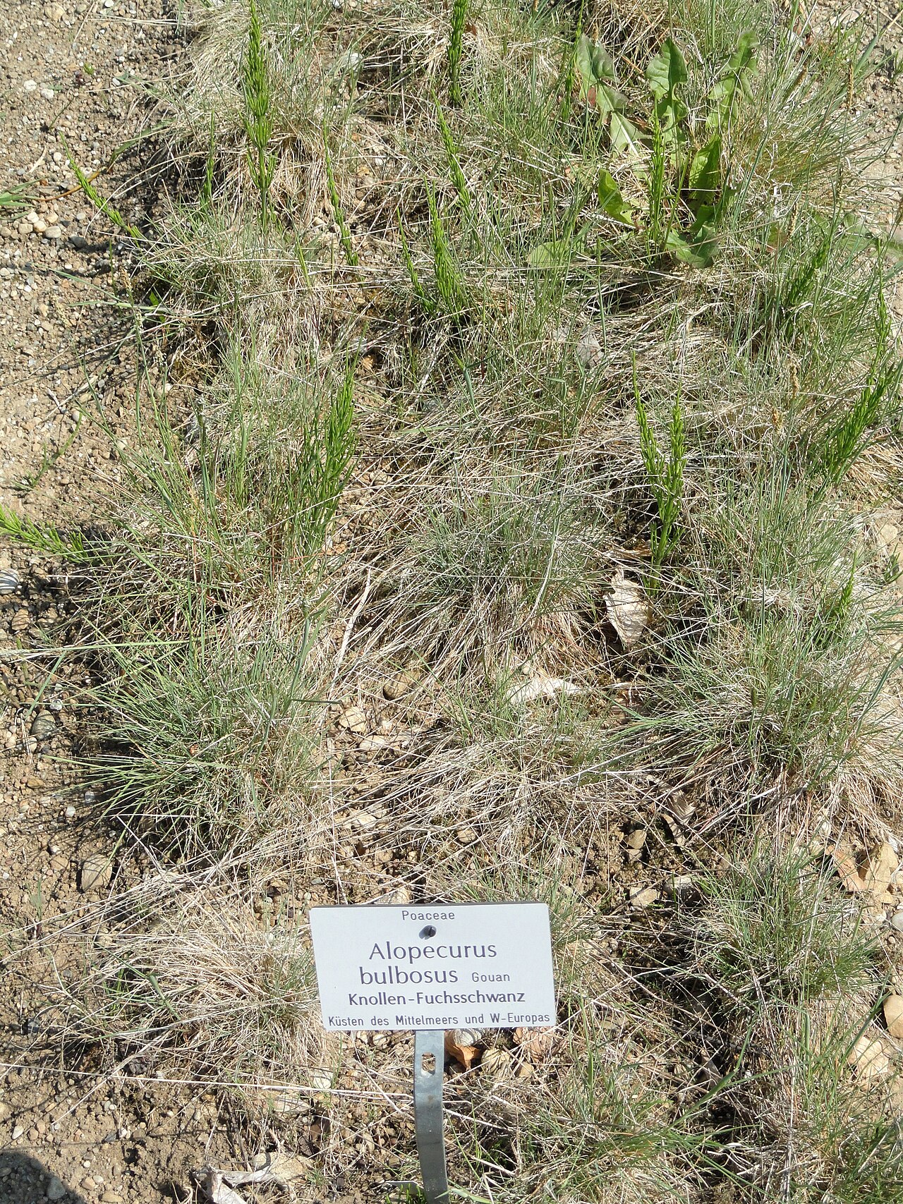 Alopecurus bulbosus