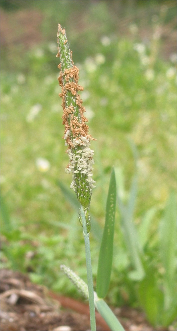 Alopecurus geniculatus
