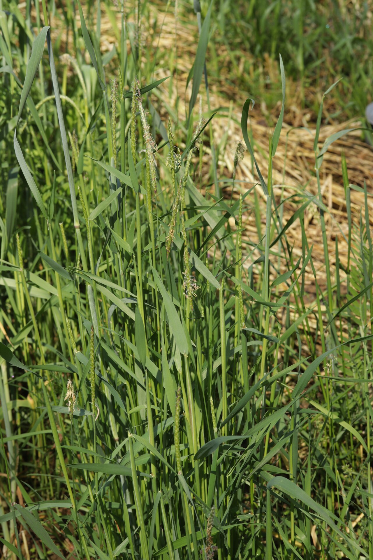 Alopecurus myosuroides