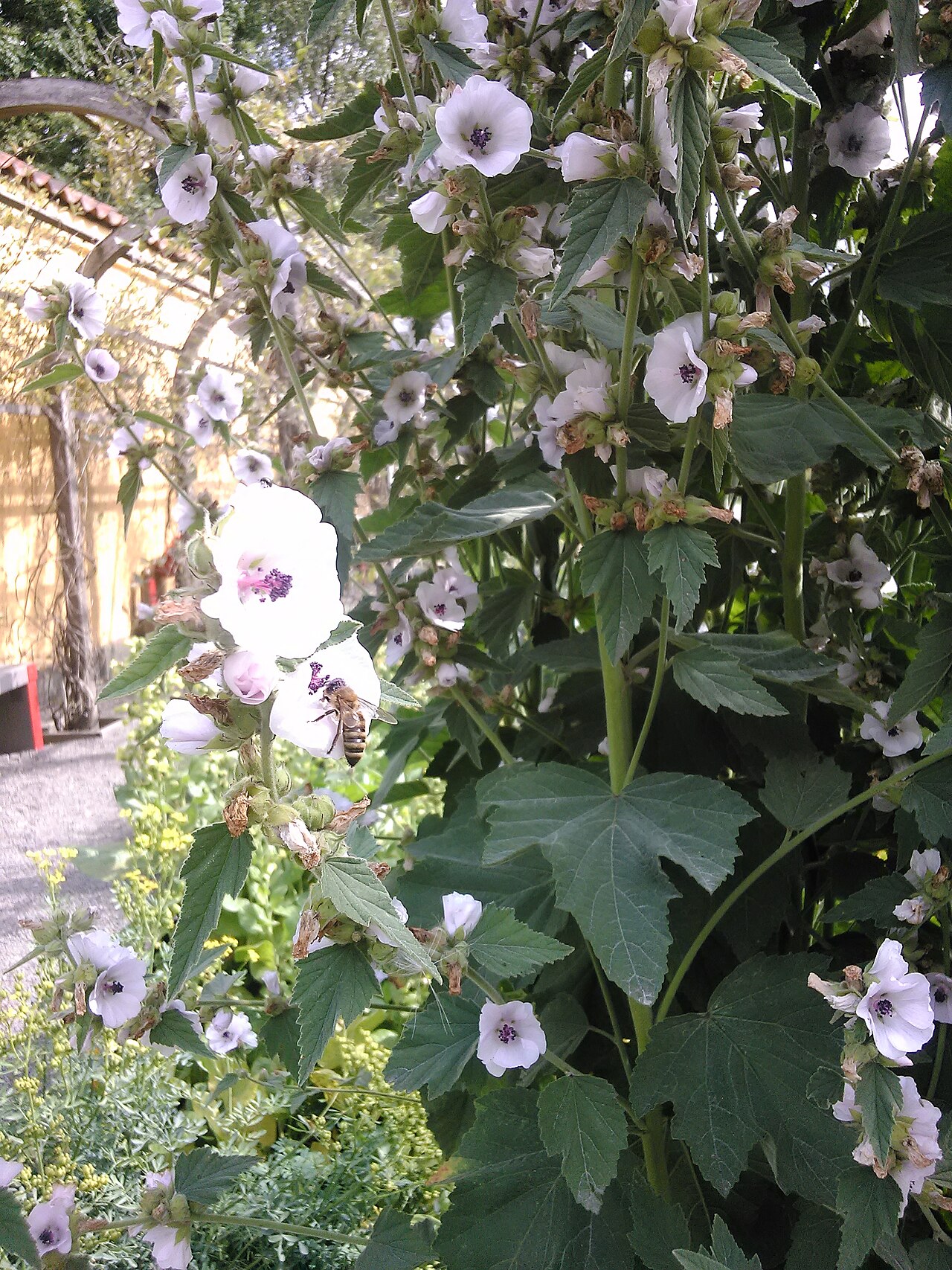 Althaea officinalis